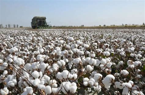 2023年棉花有大涨可能吗