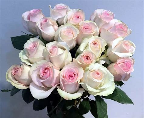26种常见玫瑰花品种