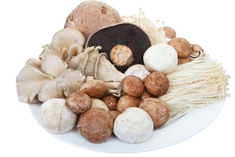 32种菇类品种