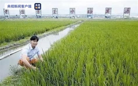 40岁水稻专家病逝捐器官救3人