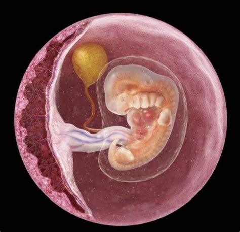 4aa2ab胚胎