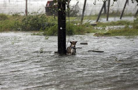 600多条的狗被洪水淹死