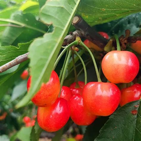 Cherry是什么水果