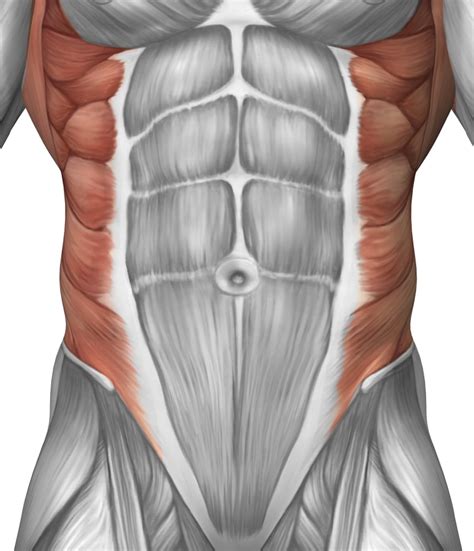 abdominal muscles
