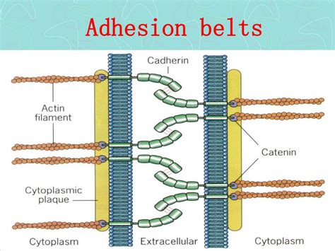 adhesion belt