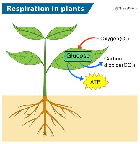 aerobicrespirationinplants