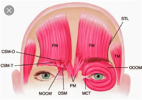 demensional of upper eye