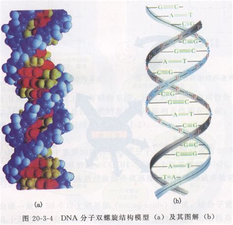 dna分子的结构特点