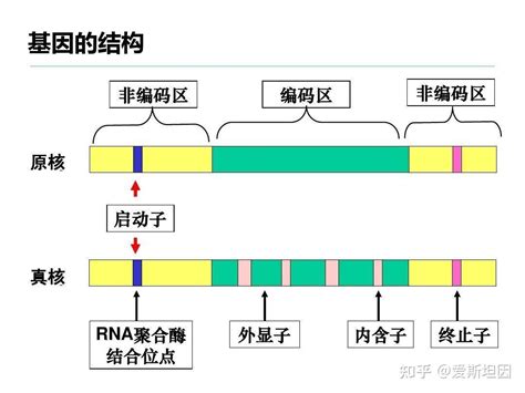 fna基因序列