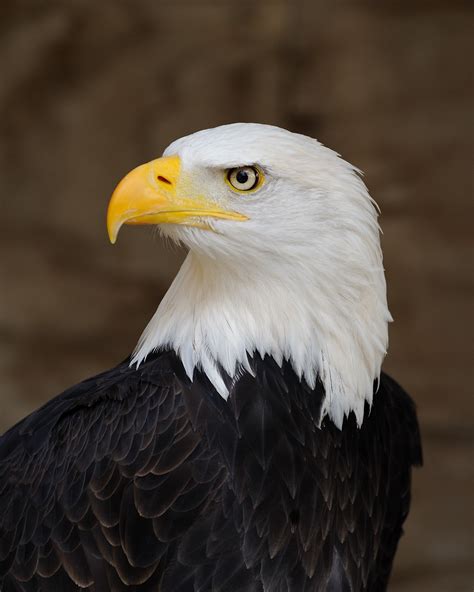 pictures of bald eagles